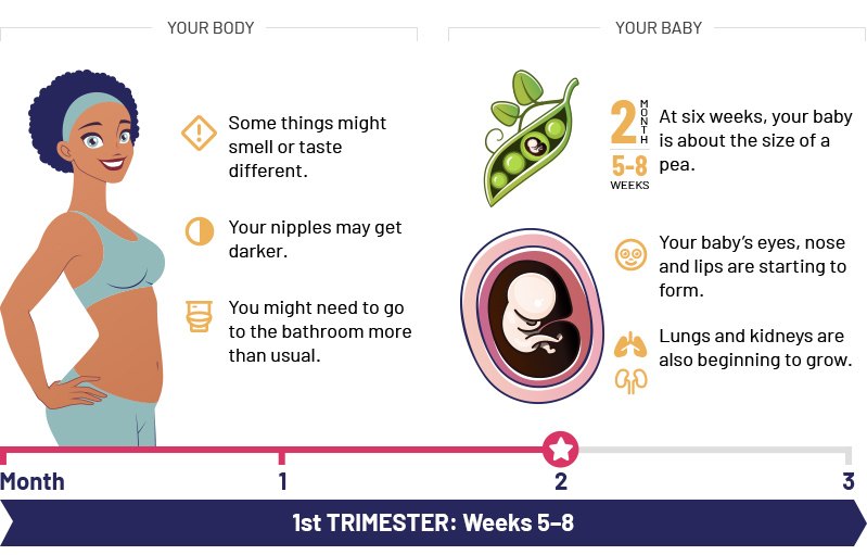 1st Trimester: Weeks 5–8