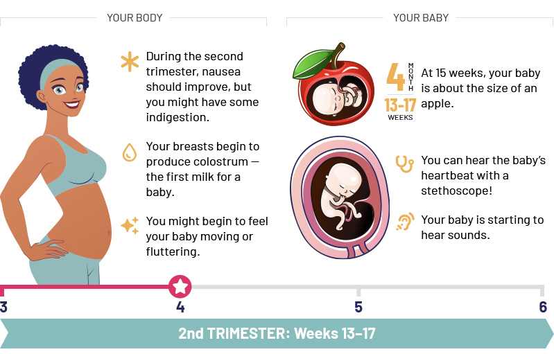 2st Trimester: Weeks 13–17