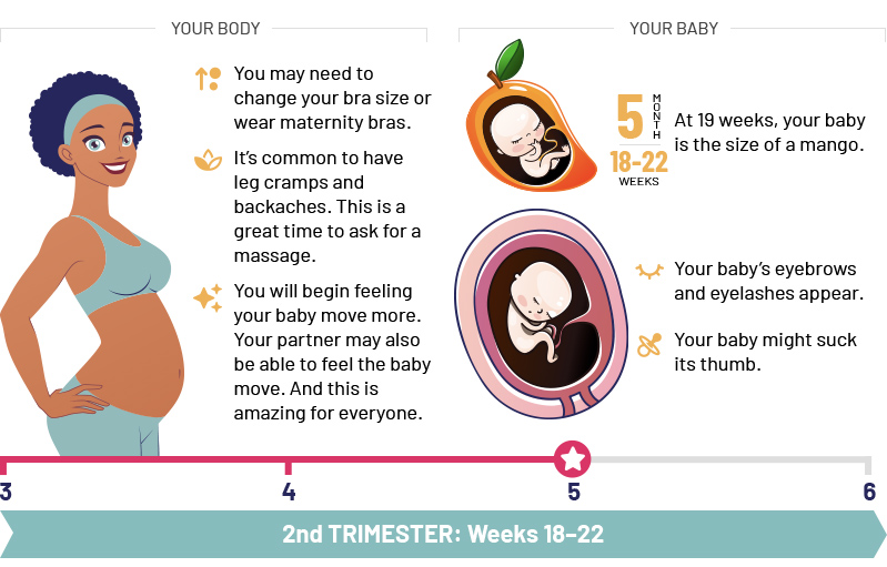 2st Trimester: Weeks 18–22