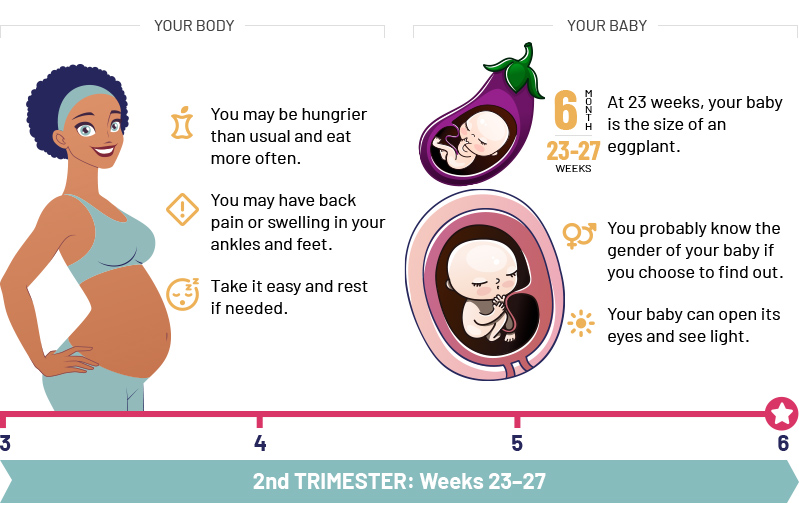 2st Trimester: Weeks 22–27