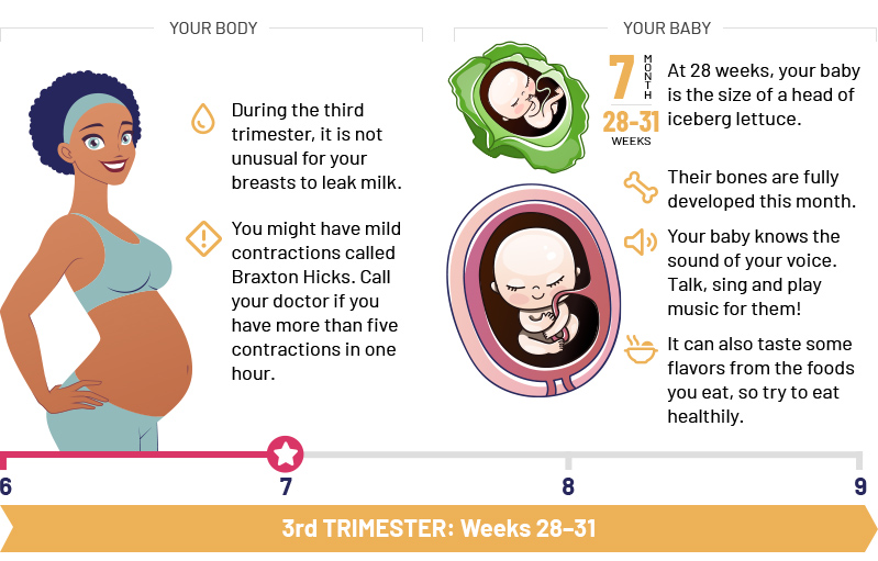 3st Trimester: Weeks 28–31