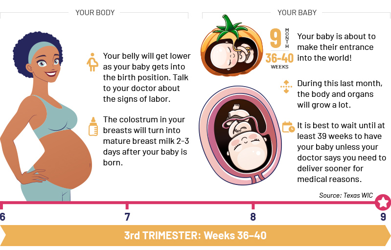 3st Trimester: Weeks 36–40